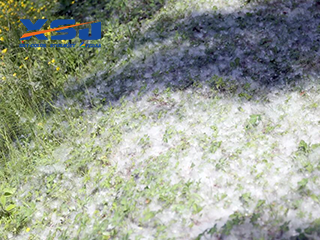 Beware of Spring Poplar Catkins: The Hidden Threat to Your Sublimation Printer & Eco-Solvent Printer